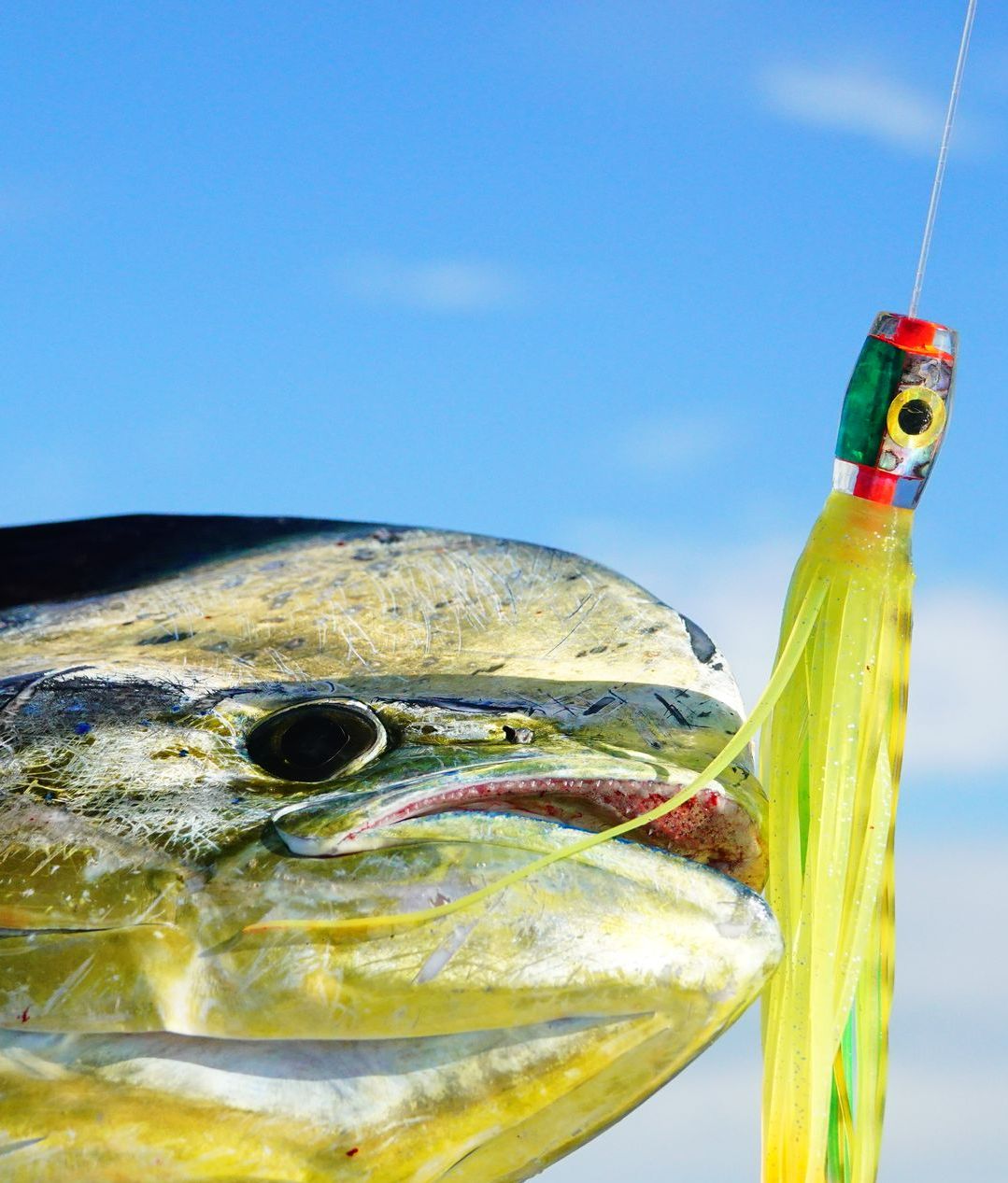 Mahi caught on lure 