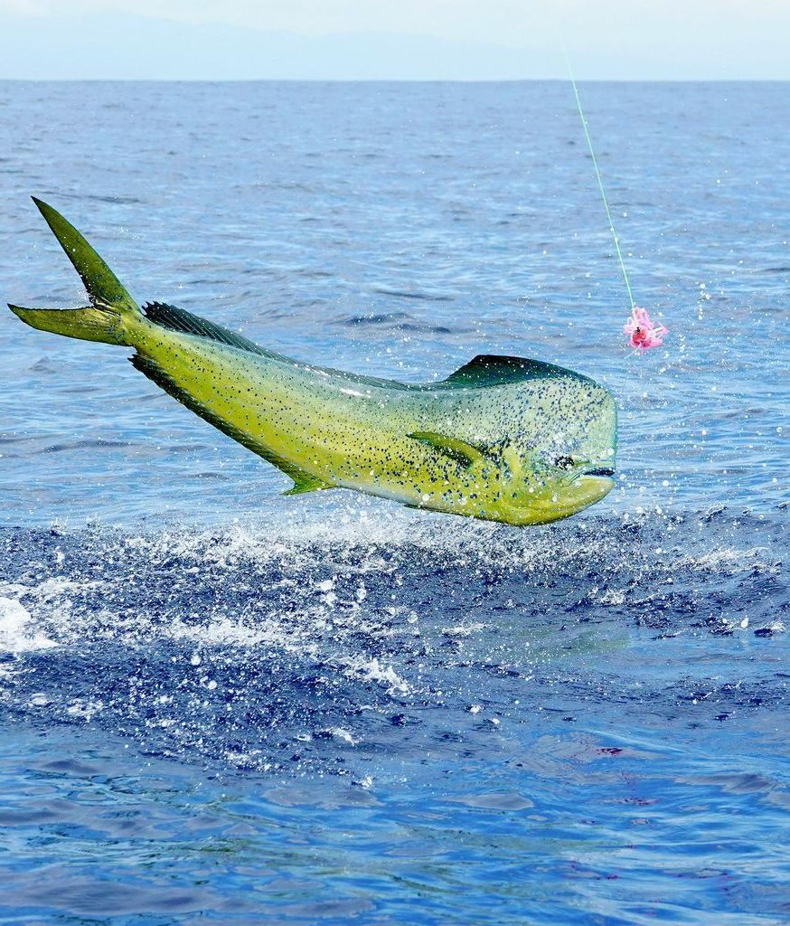 Jumping mahi