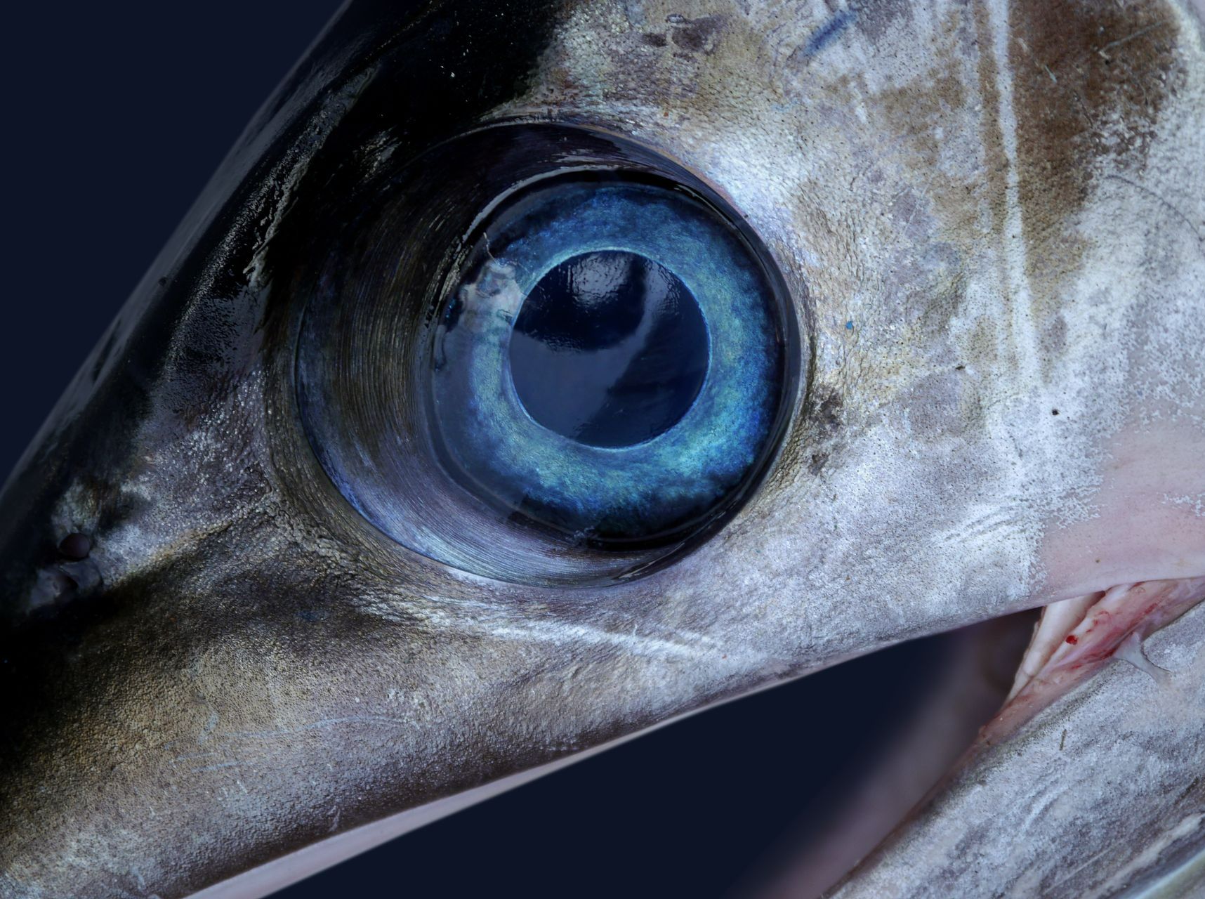 Swordfish eye