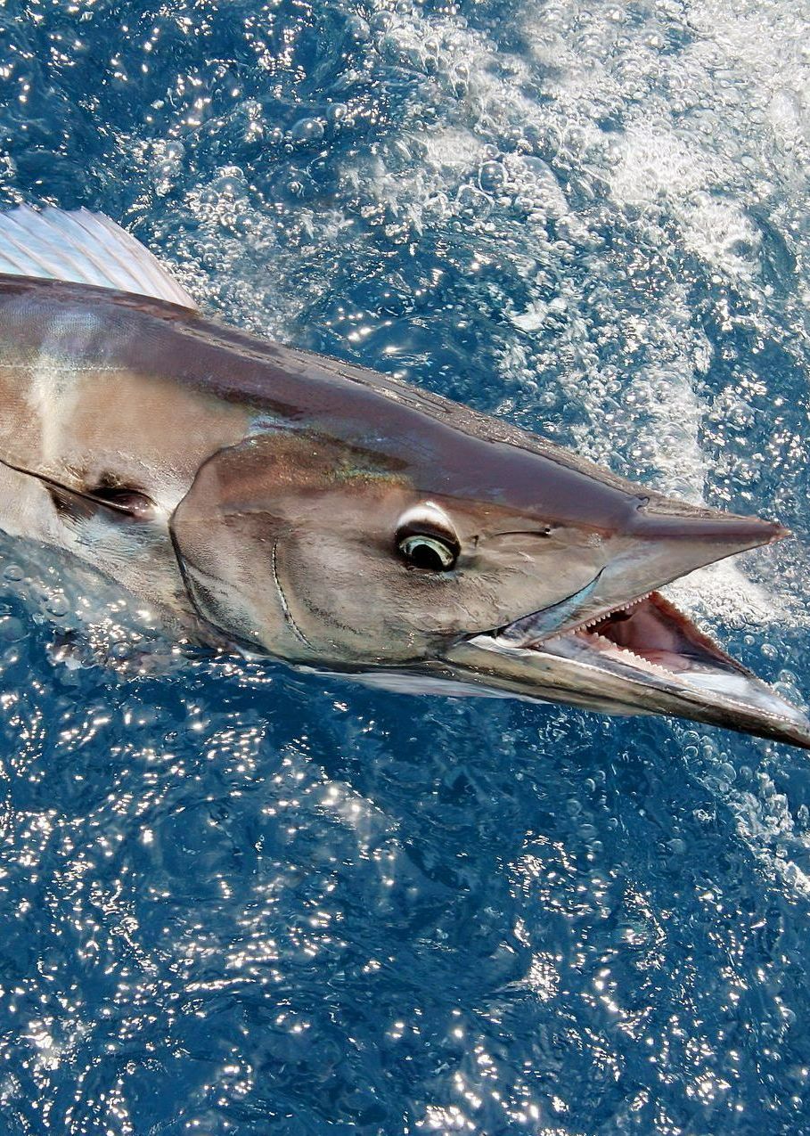 Wahoo!!!