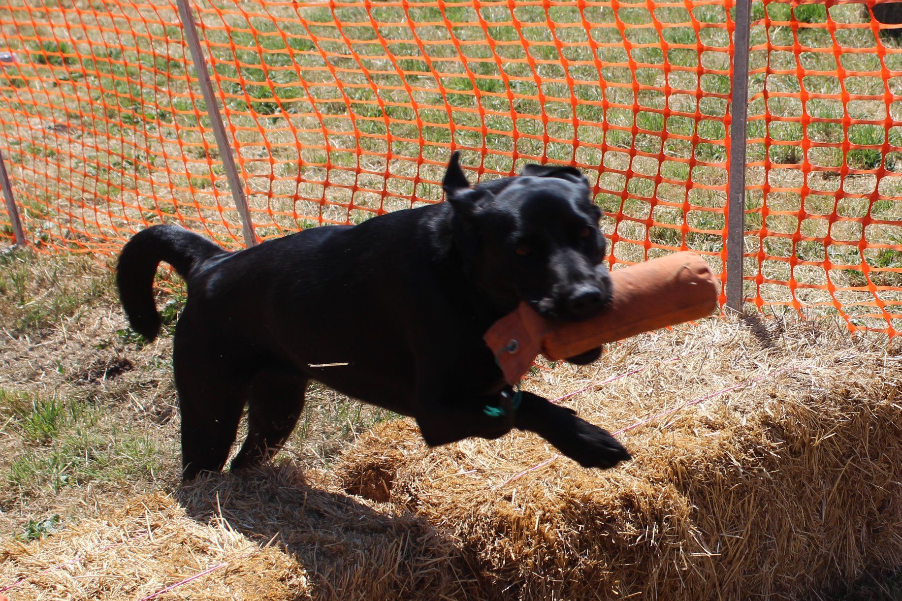 Gundog Scurry