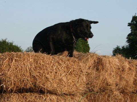 Dog Gundog Scurry Activities