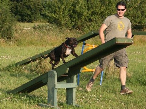 Dog Agility Activities