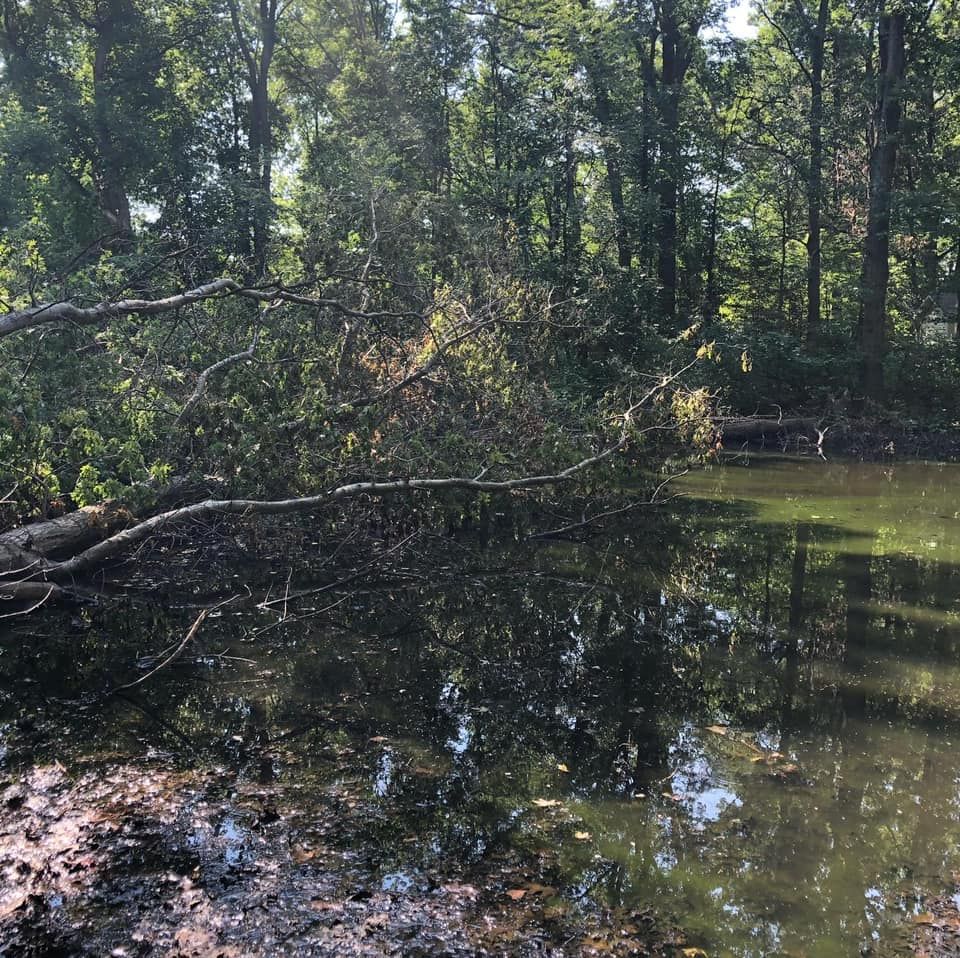 Shaded forest creek with still water reflecting trees and a fallen branch across the bank