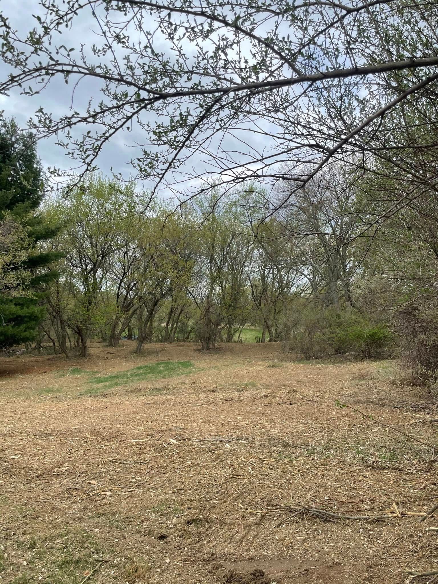 Wooded clearing with bare trees and a leaf-covered ground under a cloudy sky