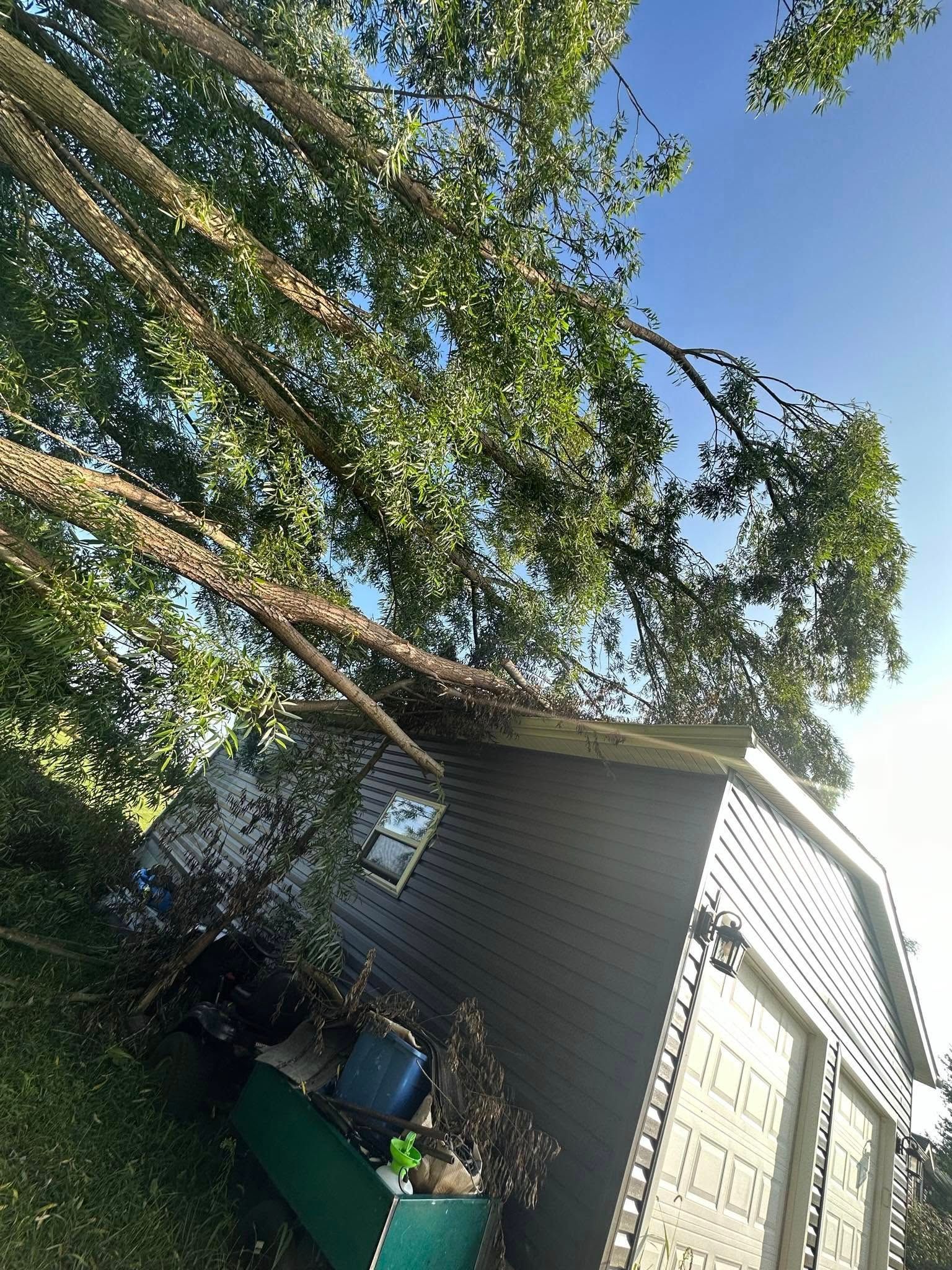 Large tree leaning over a gray shed in a yard under a clear blue sky