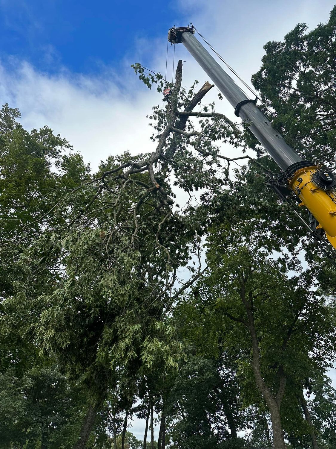 Tree removal crane lifting a large branch against a blue sky and green trees