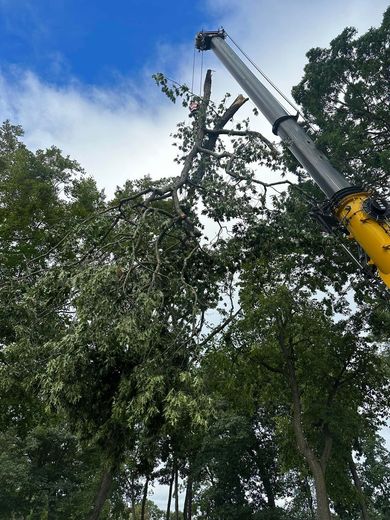 Tree removal crane lifting a large branch against a blue sky and green trees