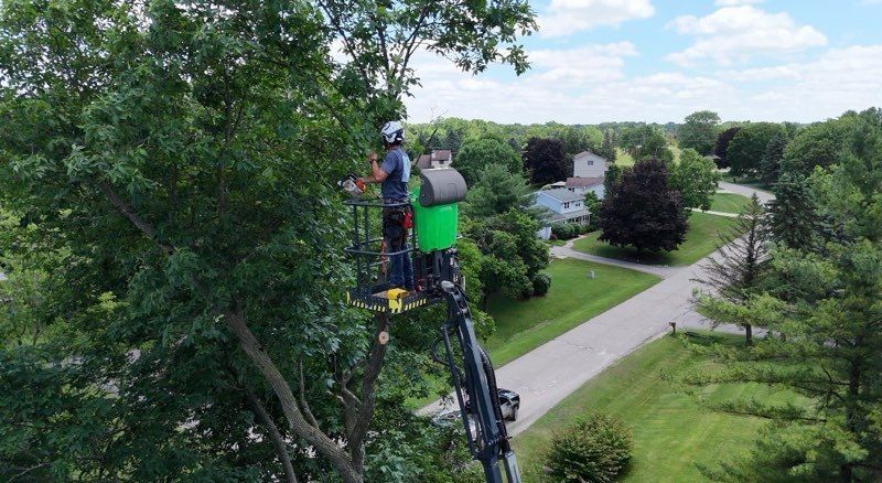 Two people perched on a tree branch trimming foliage near a suburban road and houses