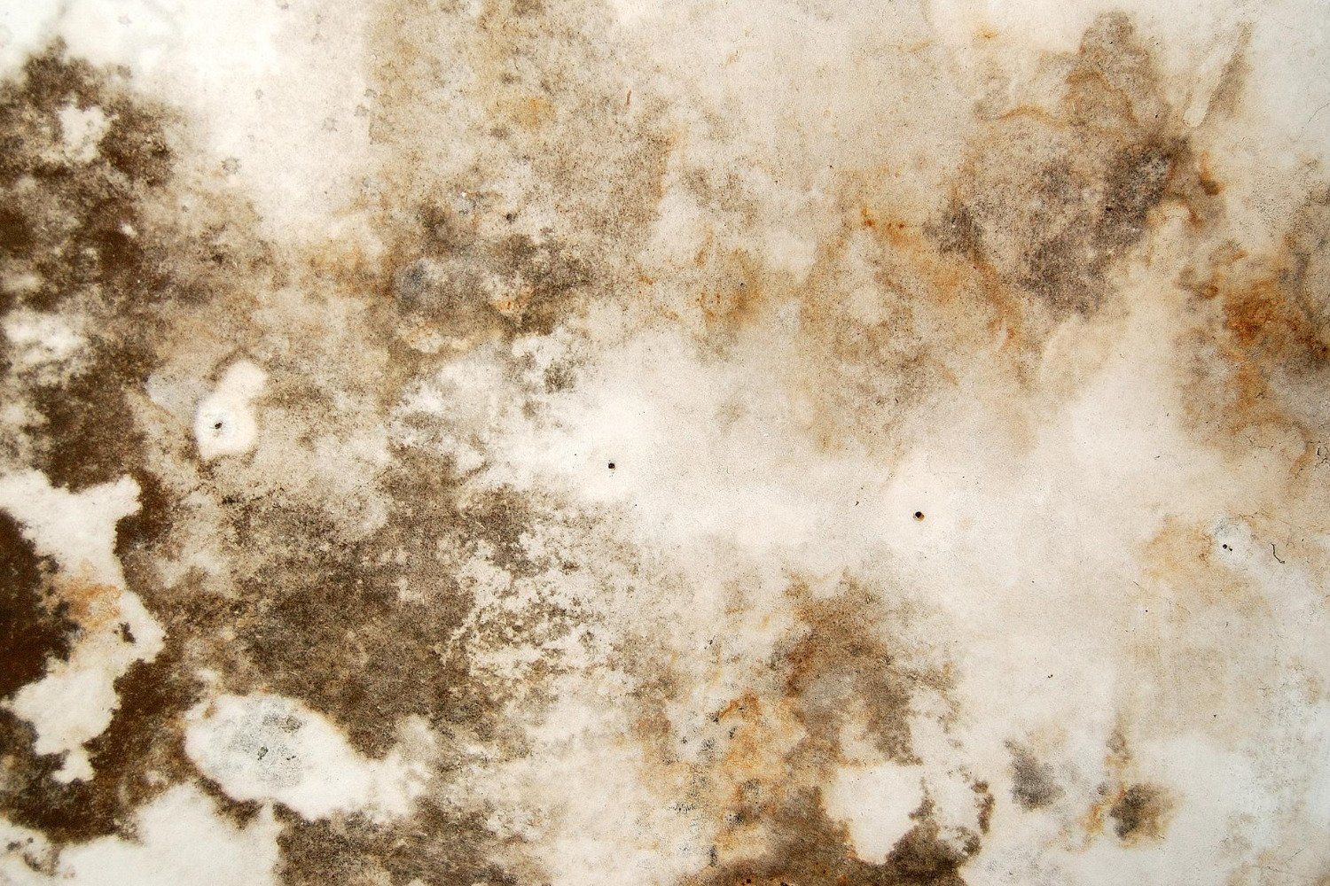 mold removal and testing