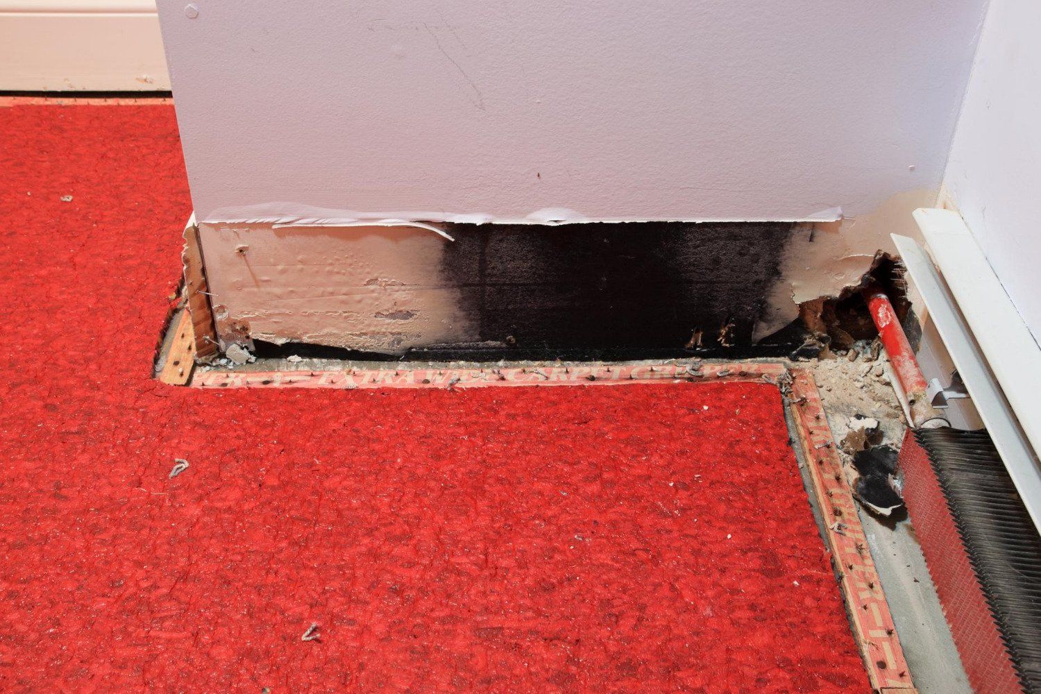 mold removal contractor