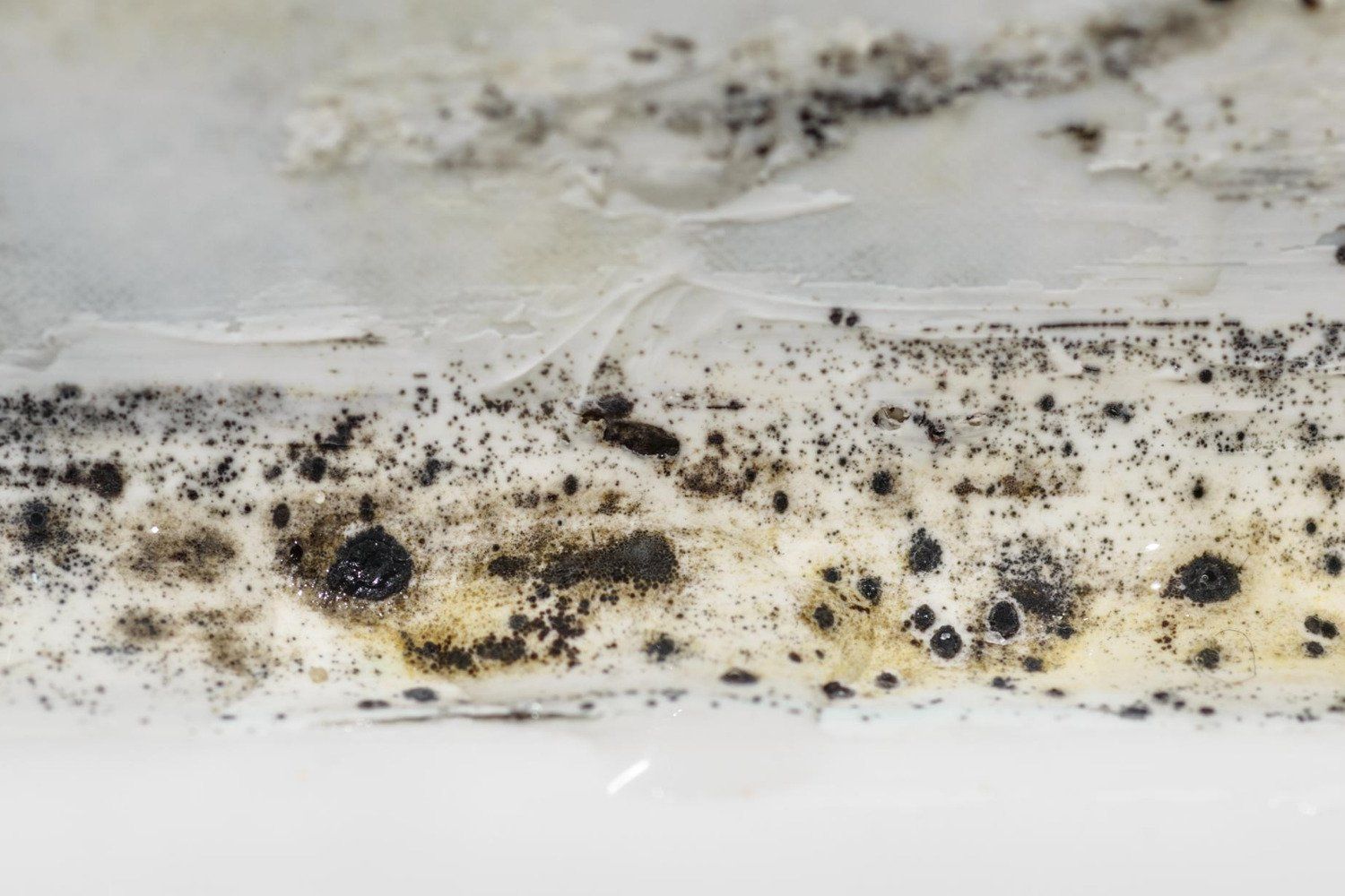 mold removal service