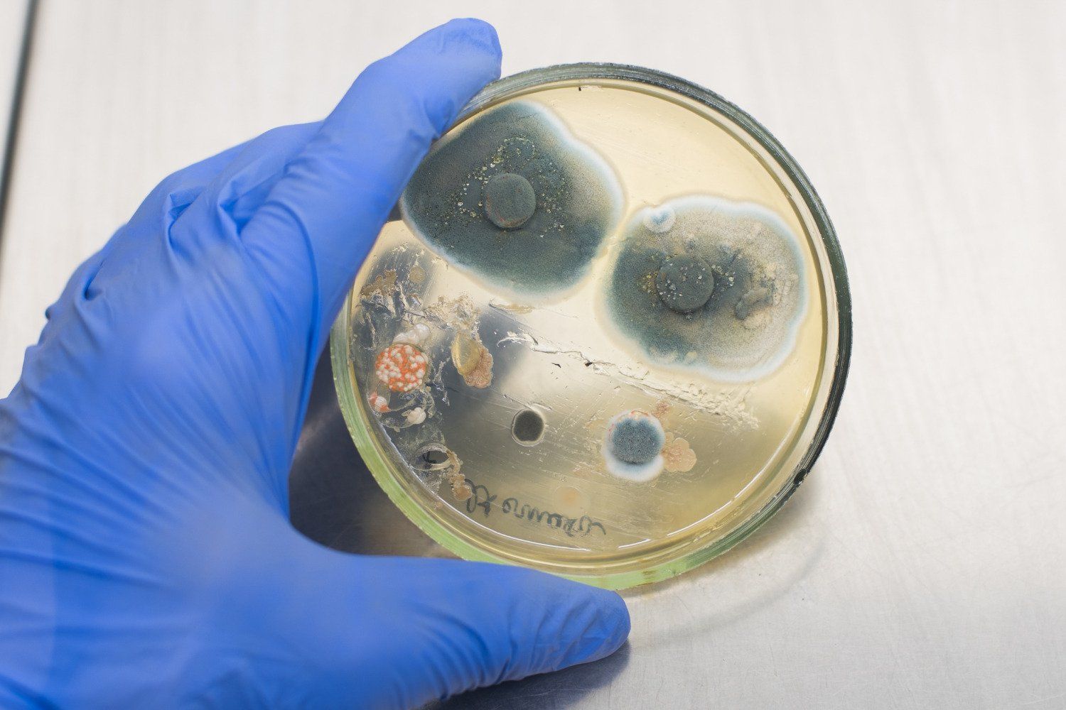 mold testing lab