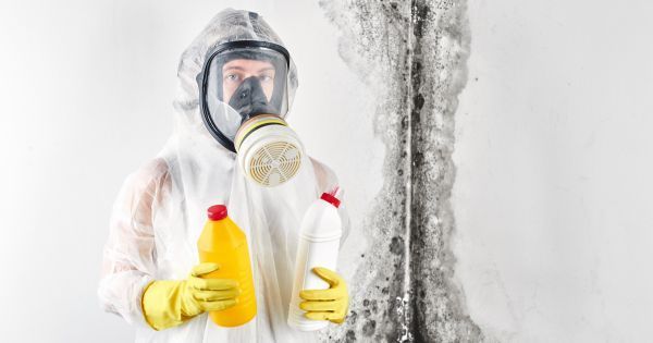 professional mold removal
