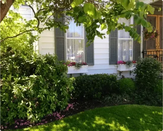 Sunny garden with leafy trees and white house windows with gray shutters and flower boxes