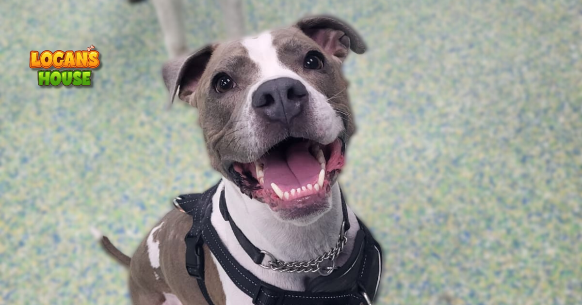 Happy dog smiling during playtime at Logan’s House dog daycare in Gurnee, IL