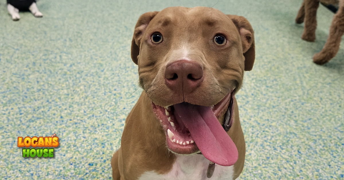 Happy dog smiling at Logan’s House dog daycare in Gurnee, IL