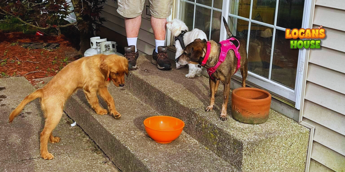 Home-like boarding with play, comfort, and care at Logan’s House. Three dogs interacting outside a house—one golden puppy stepping down toward an orange bowl, a brown dog in a pink harness standing on the step, and a small white dog near a person’s legs by the sliding glass door. A Logan’s House logo appears in the corner.