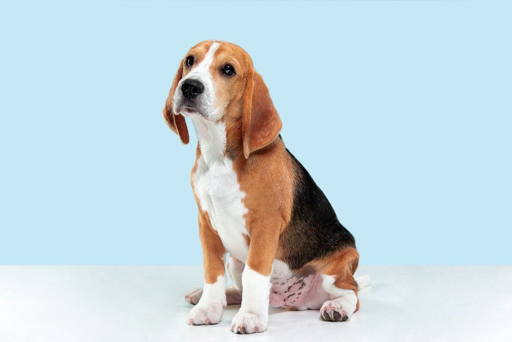 Beagle Beagle
