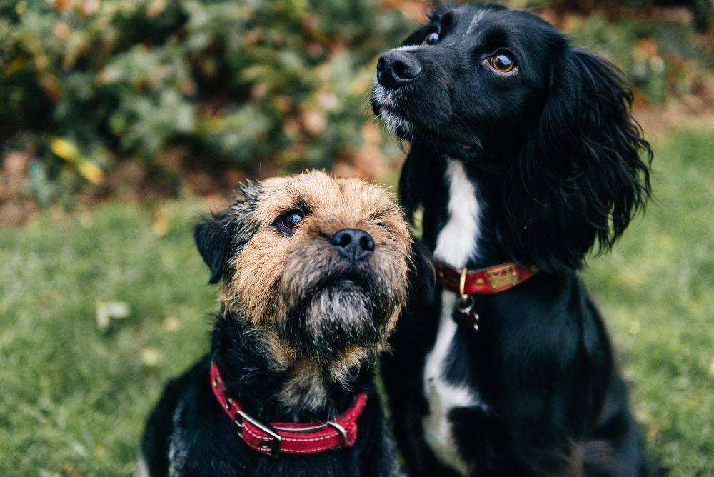 Two Black Dogs Two Black Dogs