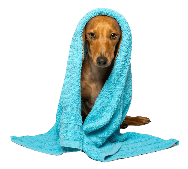 Small Dog