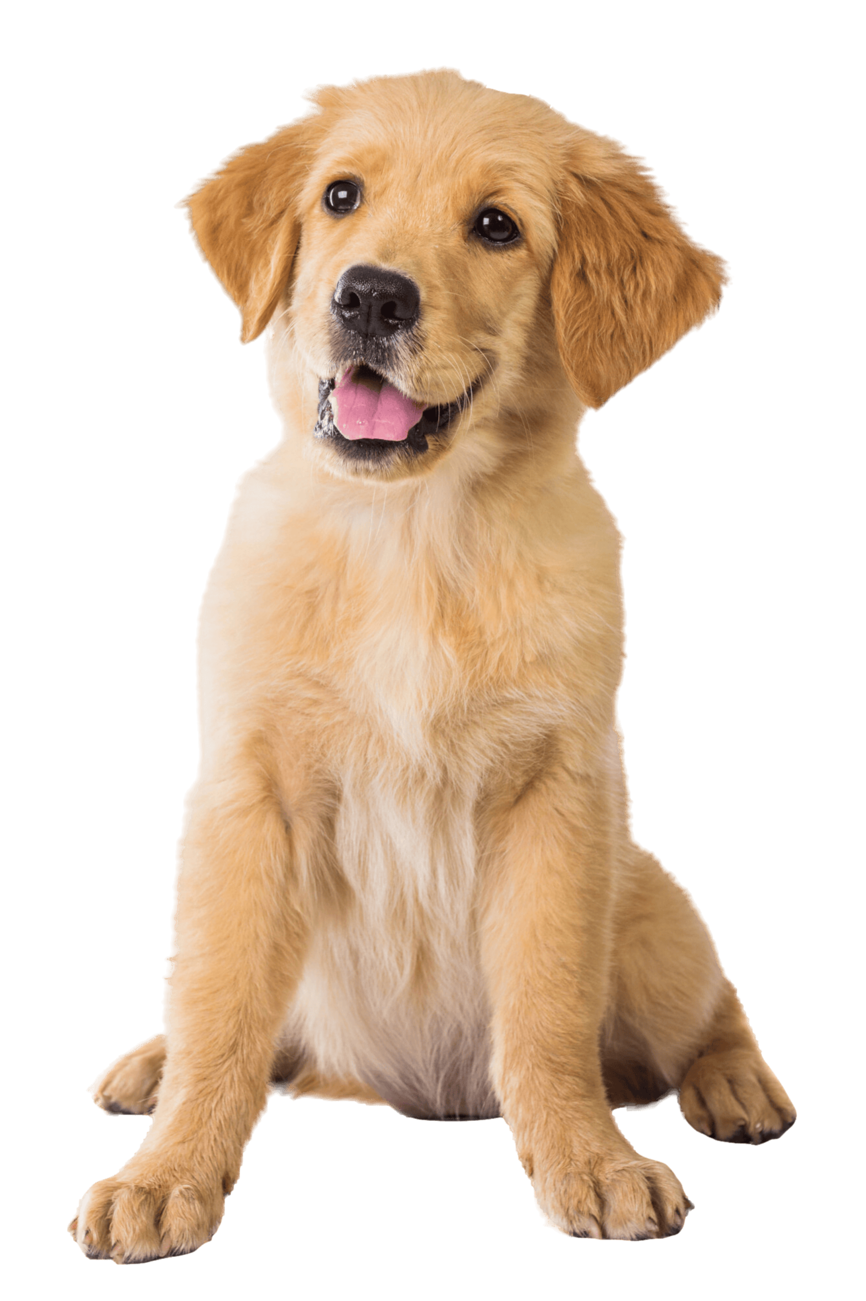 Dog Showing its Tongue Dog Showing its Tongue