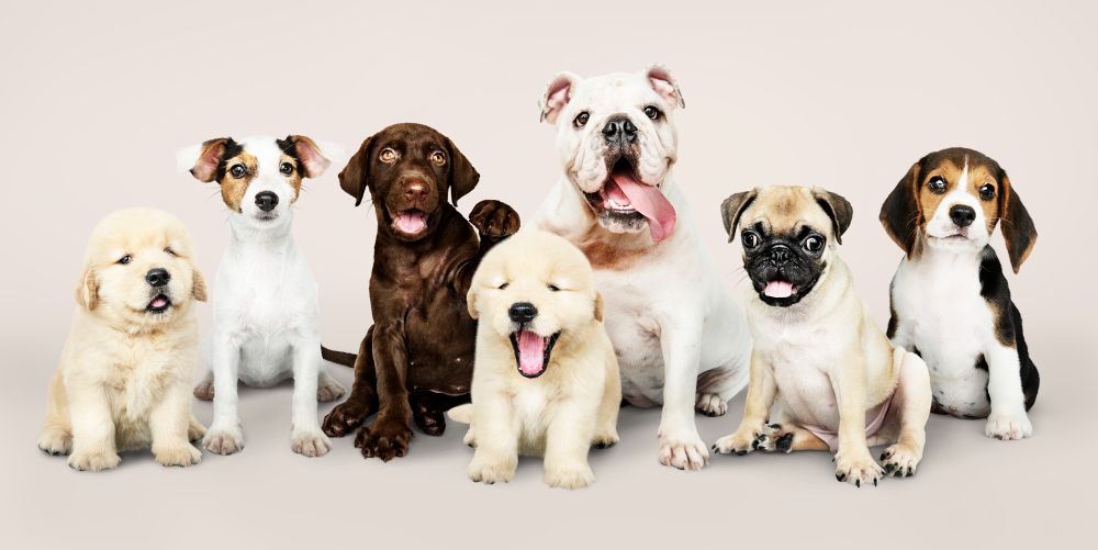 Dogs Dogs