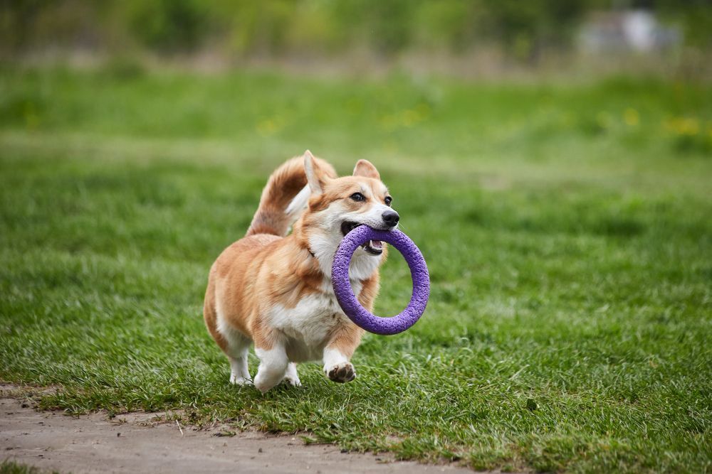 Dog Running on Field Dog Running on Field