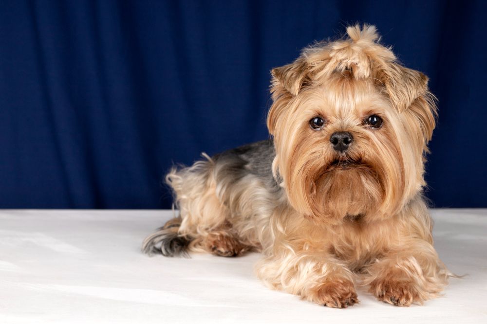 Yorkshire Terrier Yorkshire Terrier