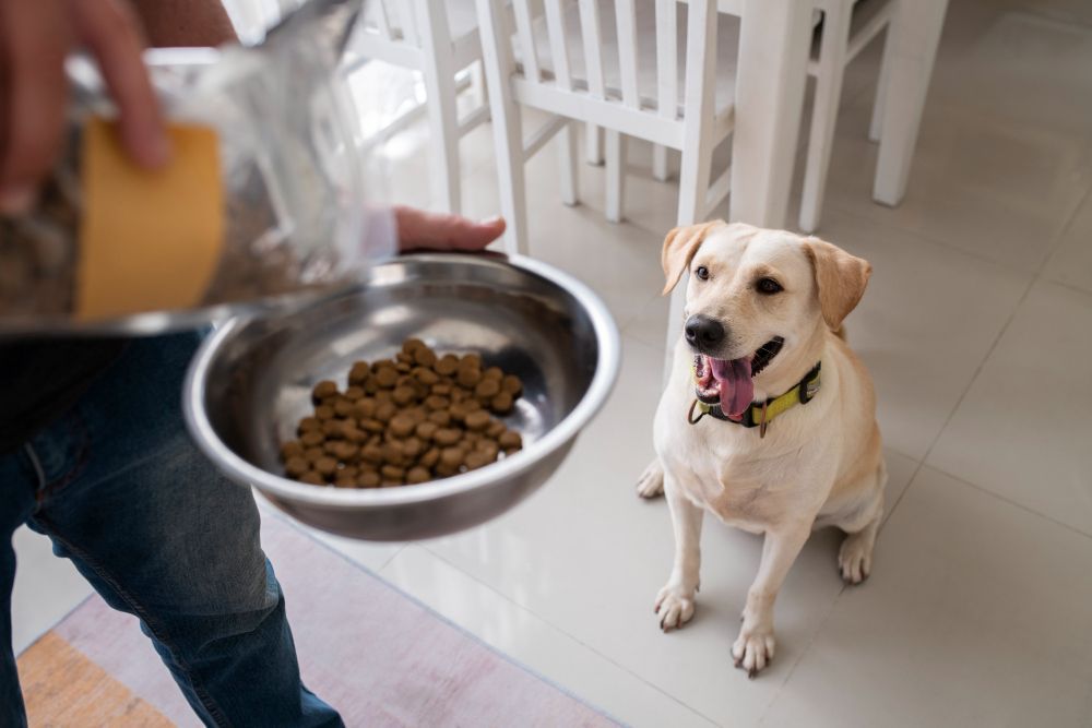 Dog Waiting for Food Dog Waiting for Food