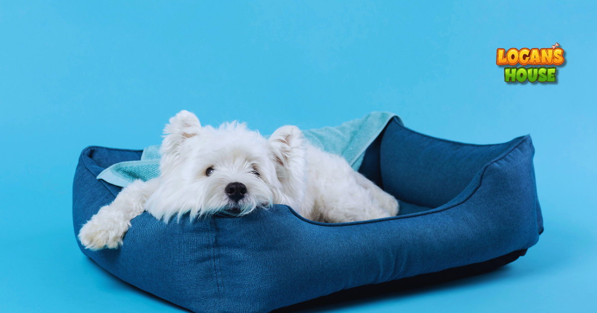 Calm and cozy — helping your dog feel safe when home alone.