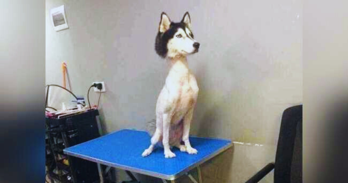 A Siberian Husky with its double coat shaved down to the skin, standing on a tile floor looking uncomfortable. The image illustrates the risks of shaving double-coated breeds like Huskies.