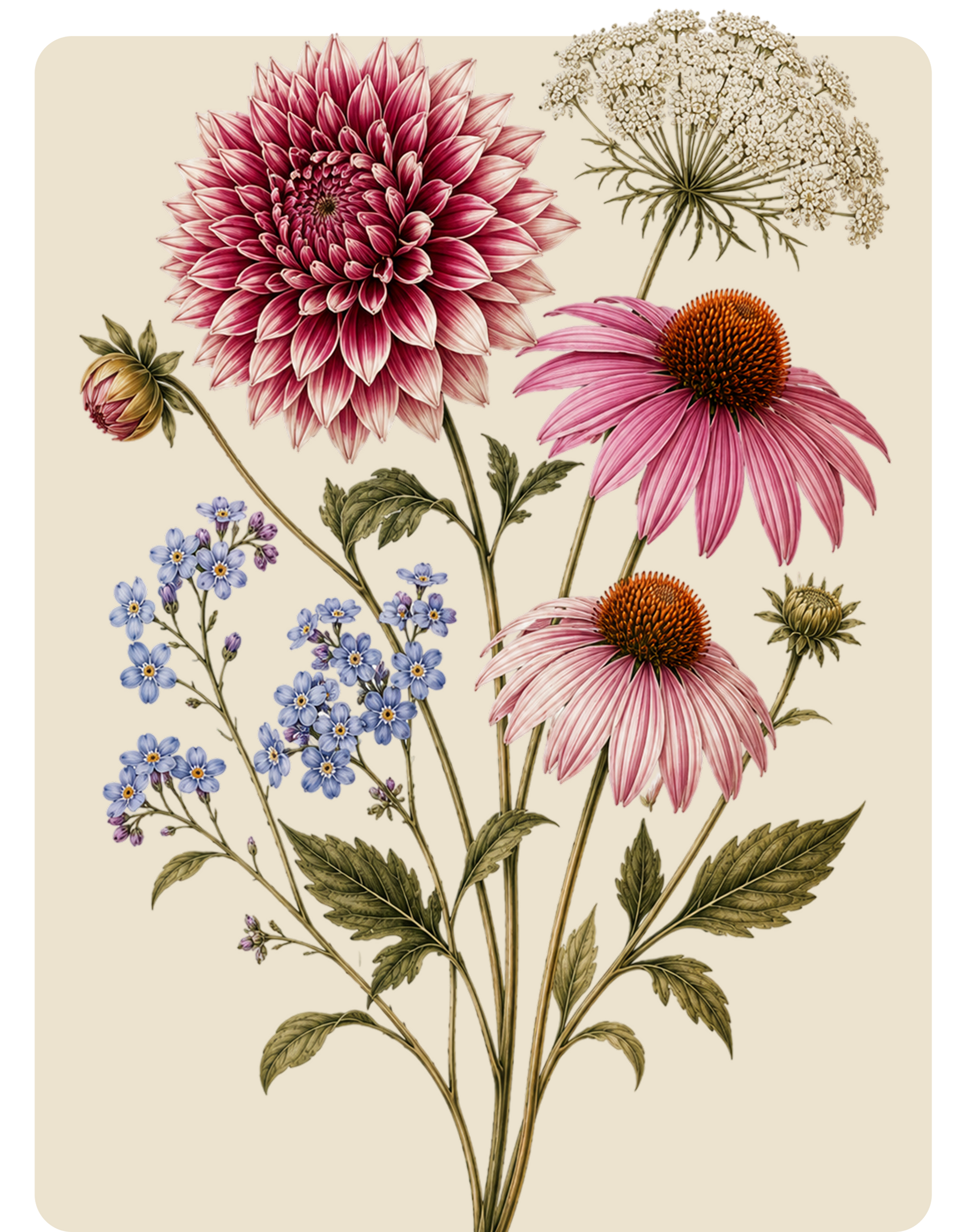 Botanical illustration of pink and purple wildflowers with green stems on a cream background