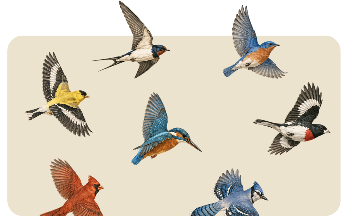 Illustrated birds in flight on a beige background, in yellow, blue, orange, and black-white colors.