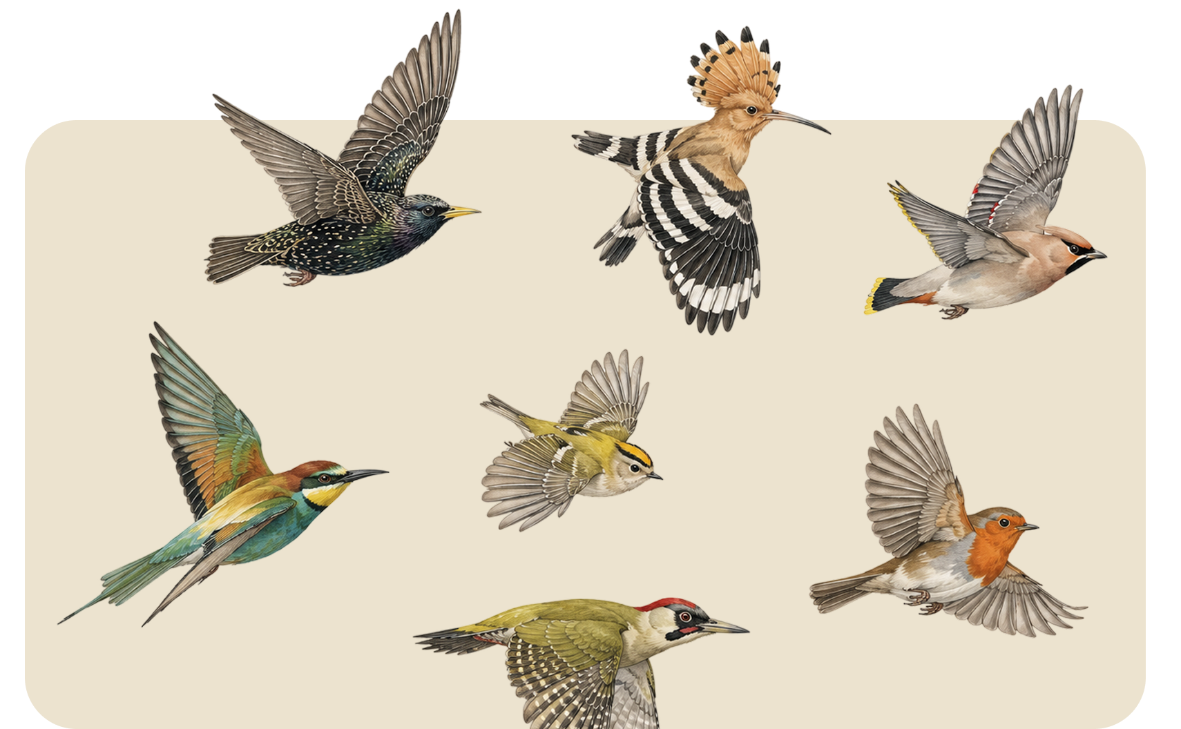 Six colorful birds flying on a beige background, including a woodpecker and hummingbird