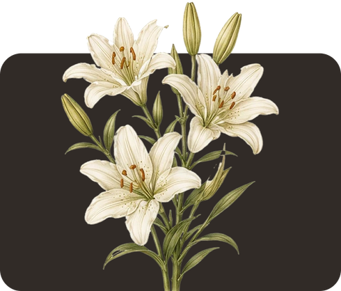 White lilies with green leaves on a dark background