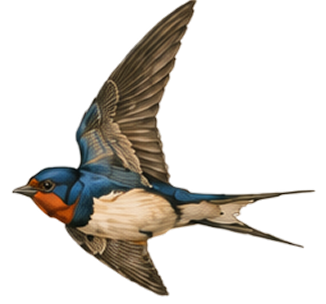Blue and orange swallow in flight with wings spread