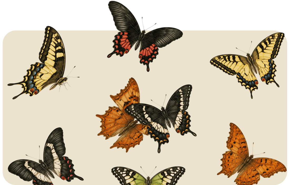 Butterflies of various colors arranged on a light background