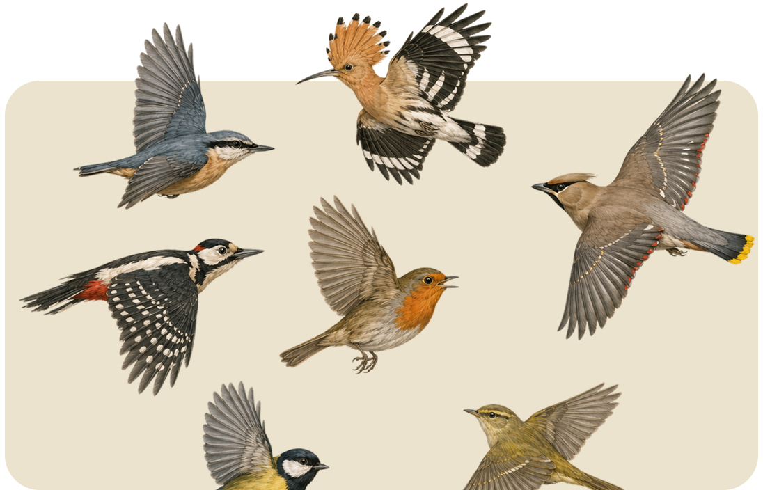 Six birds in flight with colorful wings on a light background
