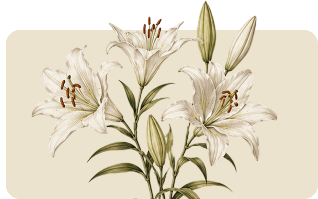 White lilies with green leaves and unopened buds on a beige background