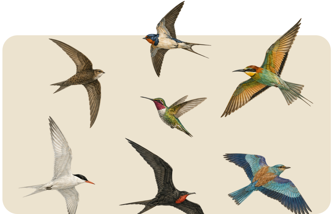 Six colorful hummingbirds in flight on a light background