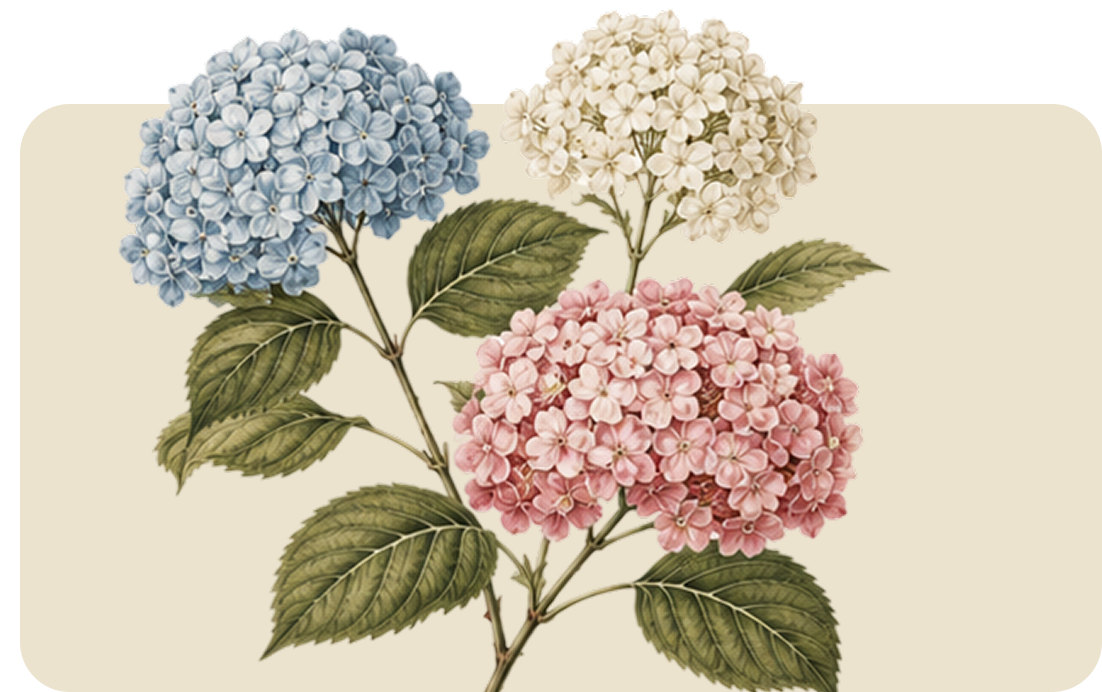 Three hydrangea blossoms in blue, white, and pink with green leaves on a cream background