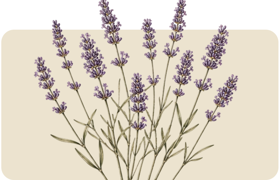 Lavender sprigs with purple flowers on thin stems against a beige background