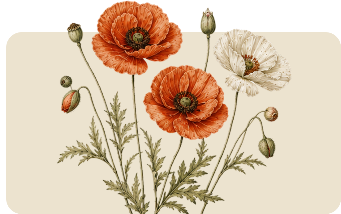 Botanical illustration of orange and white poppies with green stems on a beige background