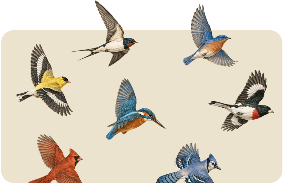 Six colorful birds flying on a beige background