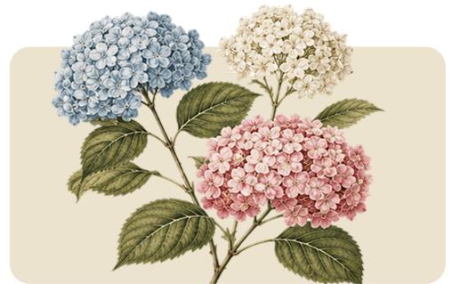 Three hydrangea blossoms in blue, white, and pink with green leaves on a cream background
