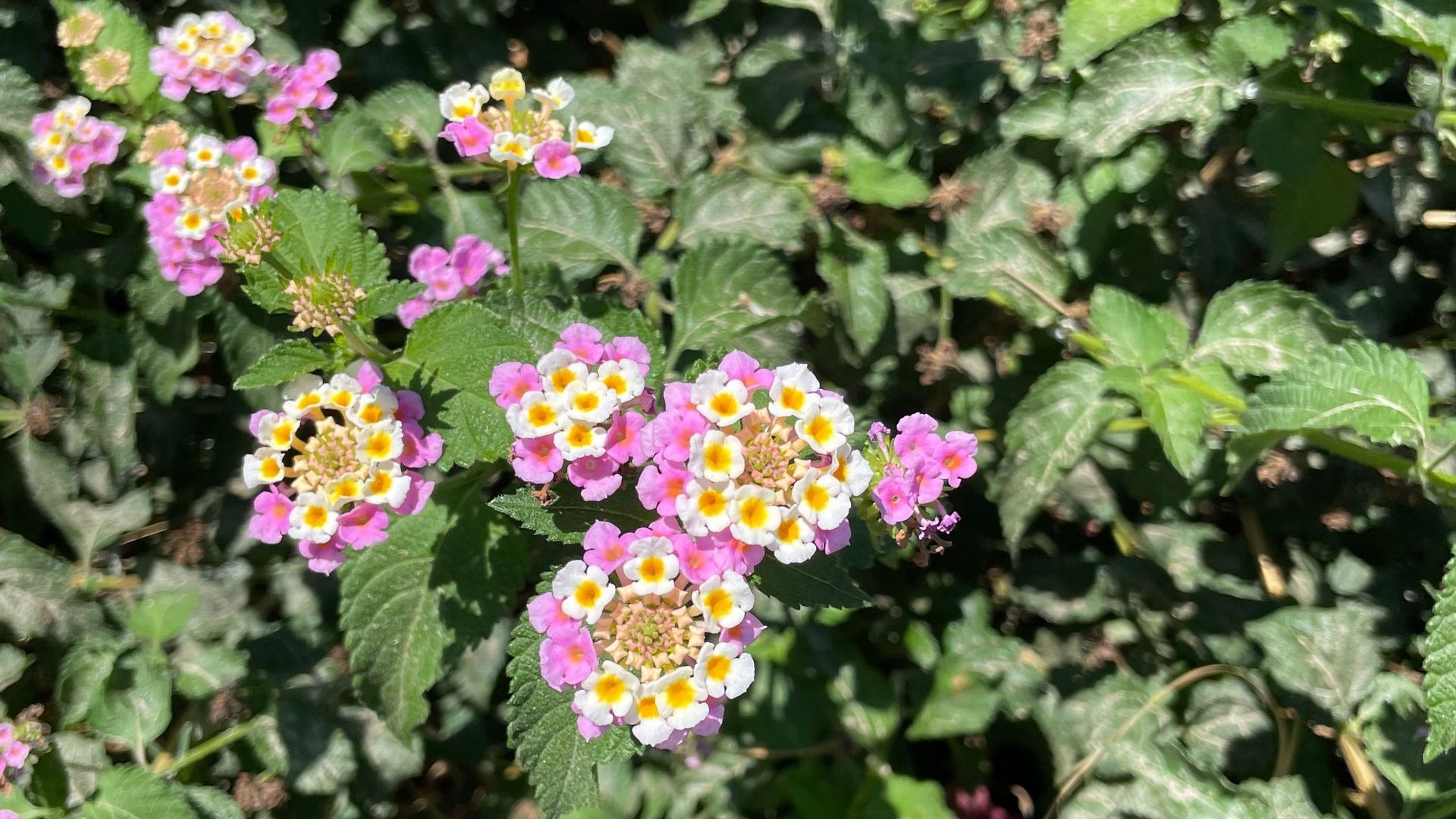 A bunch of purple and white flowers are growing on a bush.