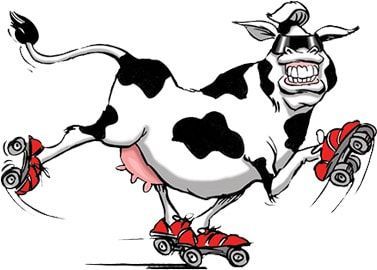 Skating Cow