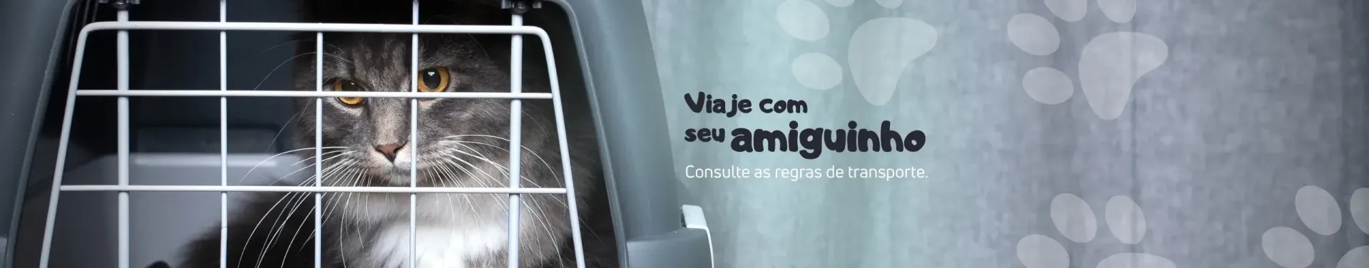 Um gato está em uma caixa de transporte para viagem segura