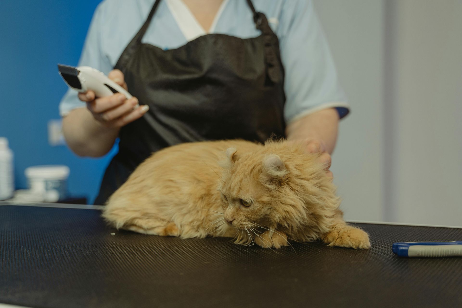 Fluffy orange cat lying on a grooming table while a person holds clippers nearby